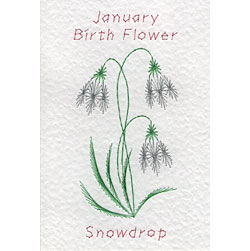 Form-A-Lines Birth Flower E1 - Jan Snowdrop pattern